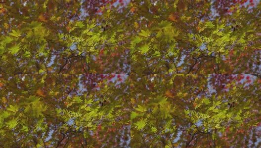 北国之秋枫叶王国高清在线视频素材下载