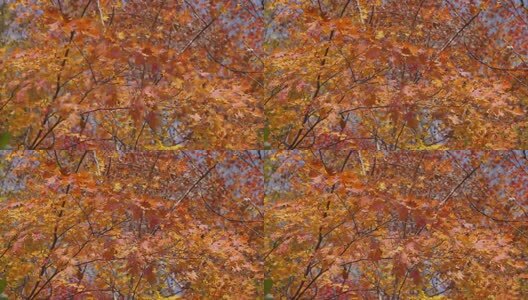 北国之秋枫叶王国高清在线视频素材下载