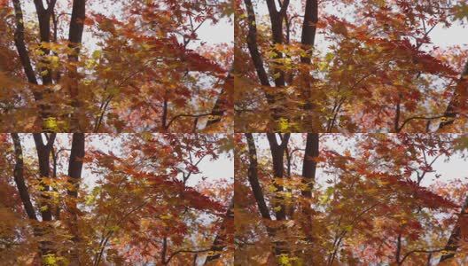 北国之秋枫叶王国高清在线视频素材下载