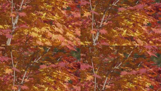 北国之秋枫叶王国高清在线视频素材下载