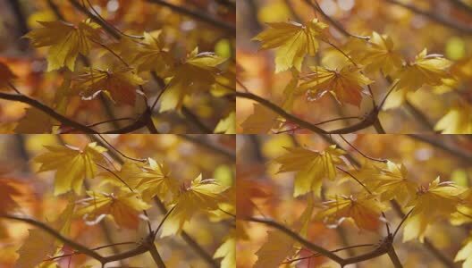 北国之秋枫叶王国高清在线视频素材下载