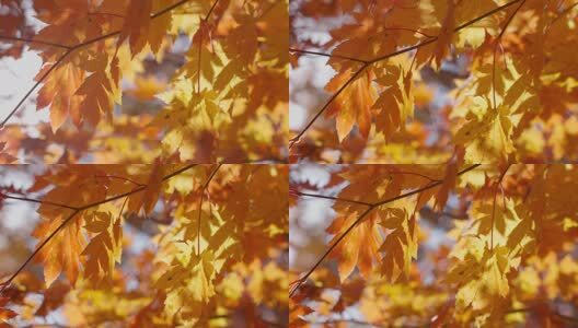 北国之秋枫叶王国高清在线视频素材下载