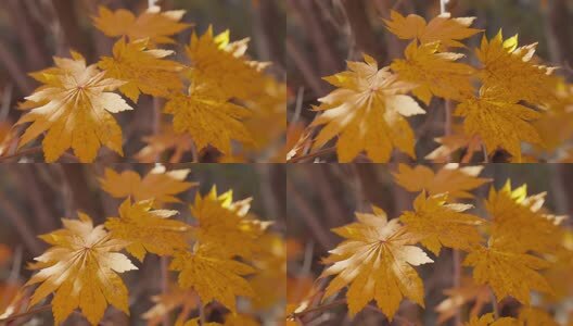 北国之秋枫叶王国高清在线视频素材下载