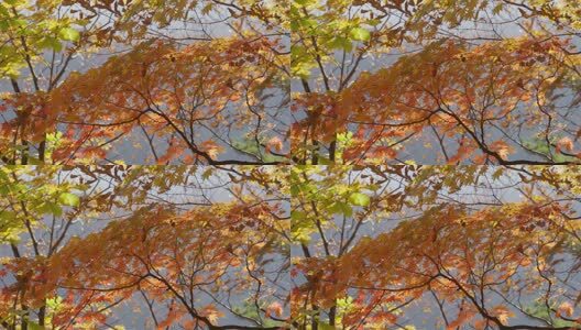 北国之秋枫叶王国高清在线视频素材下载