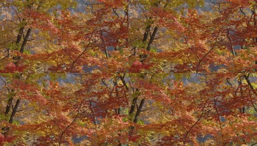 北国之秋枫叶王国高清在线视频素材下载