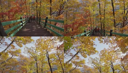 北国之秋枫叶王国高清在线视频素材下载