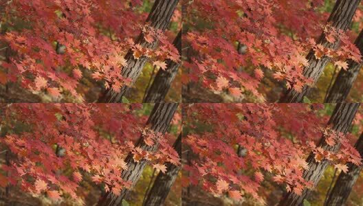 北国之秋枫叶王国高清在线视频素材下载