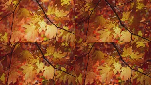 北国之秋枫叶王国高清在线视频素材下载