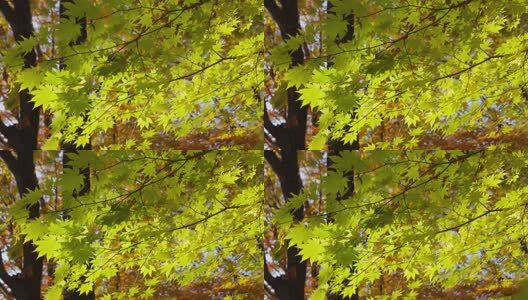 北国之秋枫叶王国高清在线视频素材下载