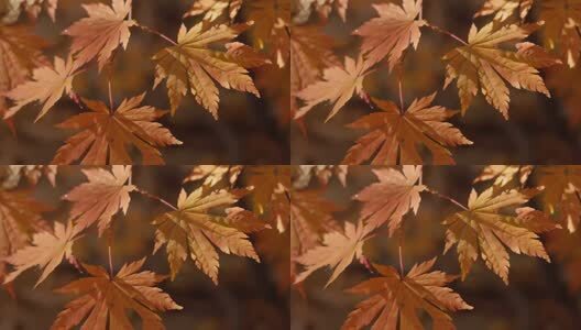 北国之秋枫叶王国高清在线视频素材下载