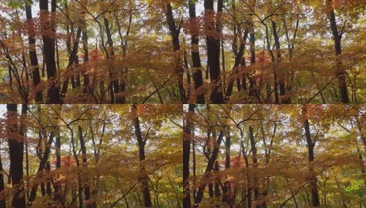 北国之秋枫叶王国高清在线视频素材下载