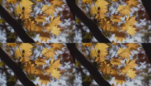 北国之秋枫叶王国高清在线视频素材下载