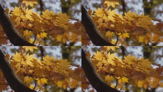 北国之秋枫叶王国高清在线视频素材下载