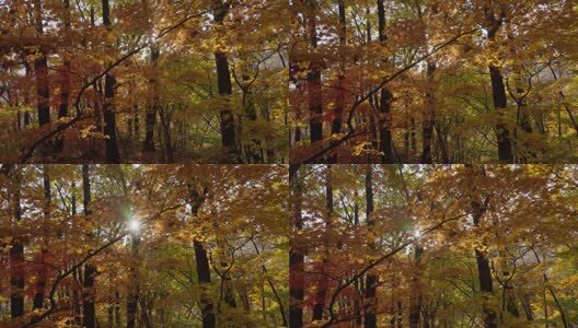 北国之秋枫叶王国高清在线视频素材下载