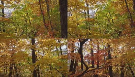 北国之秋枫叶王国高清在线视频素材下载