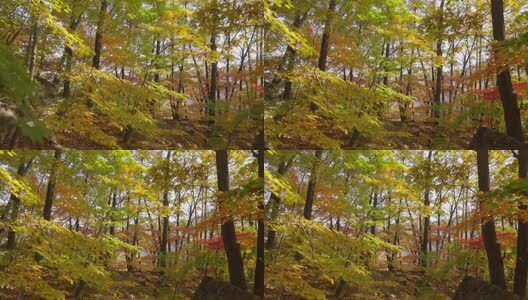 北国之秋枫叶王国高清在线视频素材下载