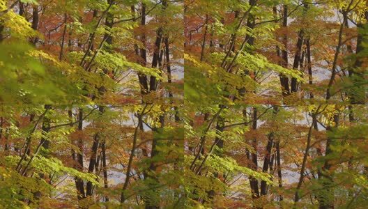 北国之秋枫叶王国高清在线视频素材下载