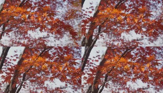 北国之秋枫叶王国高清在线视频素材下载