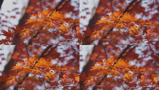 北国之秋枫叶王国高清在线视频素材下载