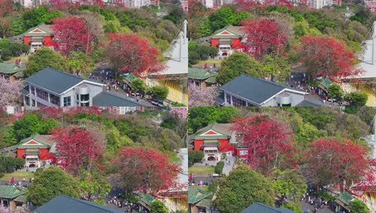 春日镇海楼木棉红无人机俯瞰高清在线视频素材下载