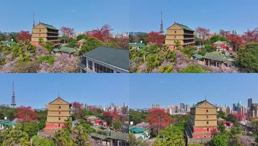 春日镇海楼木棉红无人机俯瞰高清在线视频素材下载