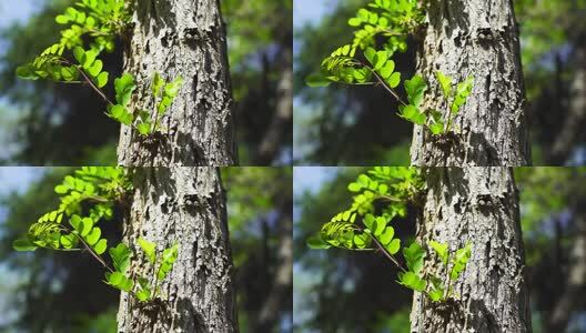 春天树木嫩枝嫩芽嫩叶生长的生命力和活力高清在线视频素材下载