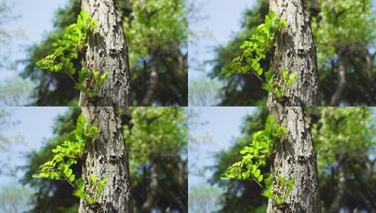 春天树木嫩枝嫩芽嫩叶生长的生命力和活力高清在线视频素材下载