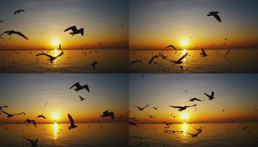 落日夕阳下的海鸥群高清在线视频素材下载