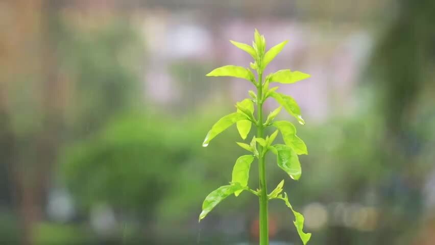 雨中长出新芽的绿植