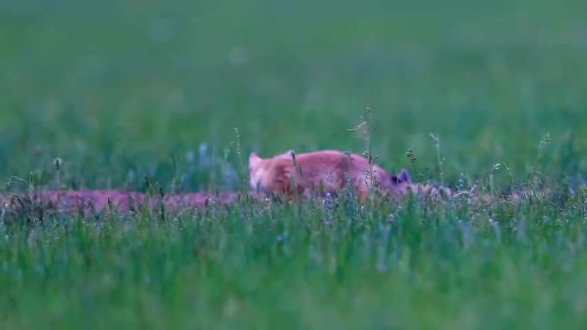 草原萌娃沙狐兄弟情深在洞穴附近草地上嬉闹