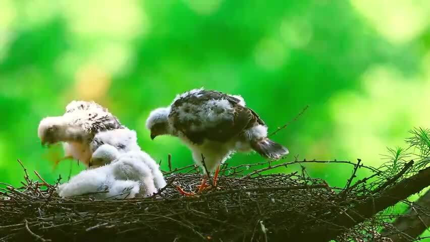 鹰界捕鼠能手雀鹰幼鸟在林间鸟巢嬉闹