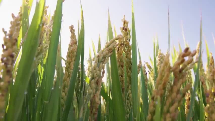 水稻田丰收视频素材