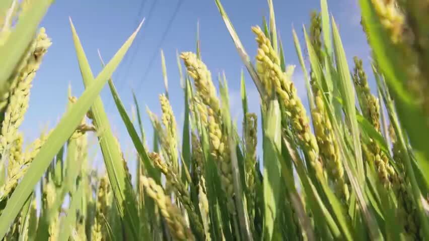 水稻田丰收视频素材