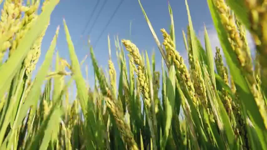 水稻田丰收视频素材