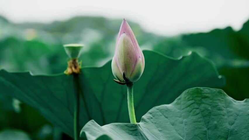 4k夏日午后荷塘里盛开的荷花