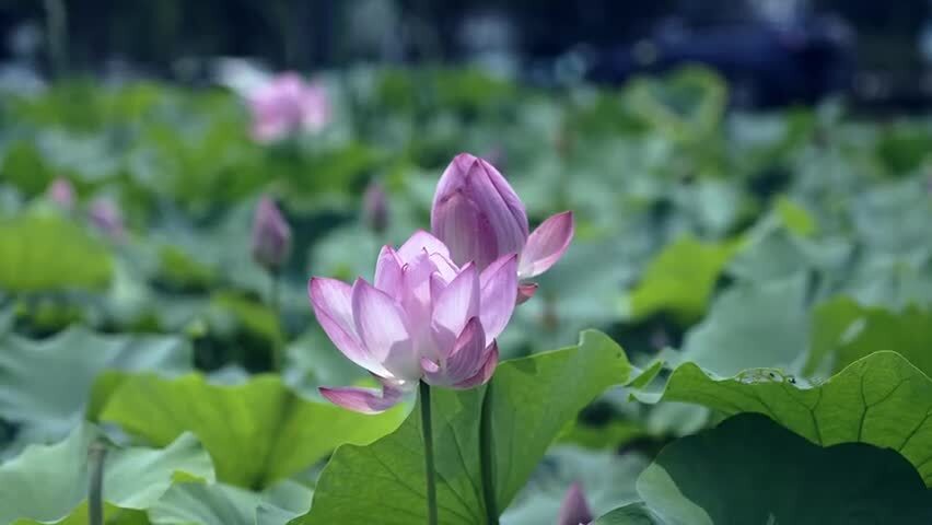 4k夏日午后荷塘里盛开的荷花