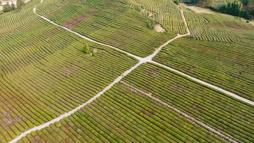 4K万亩茶园航拍
