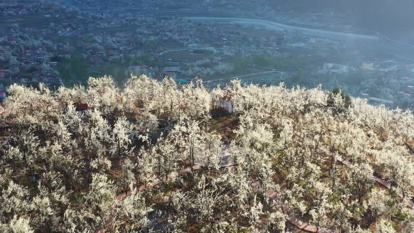 航拍晨光中梨花盛开的金川沙耳乡