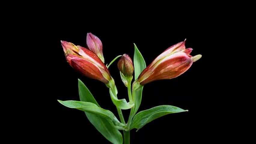 六出花开花延时摄影