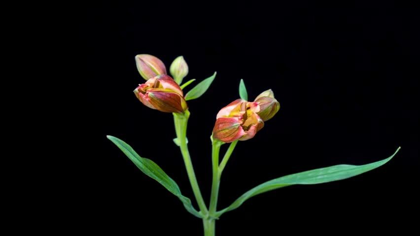 六出花开花延时摄影