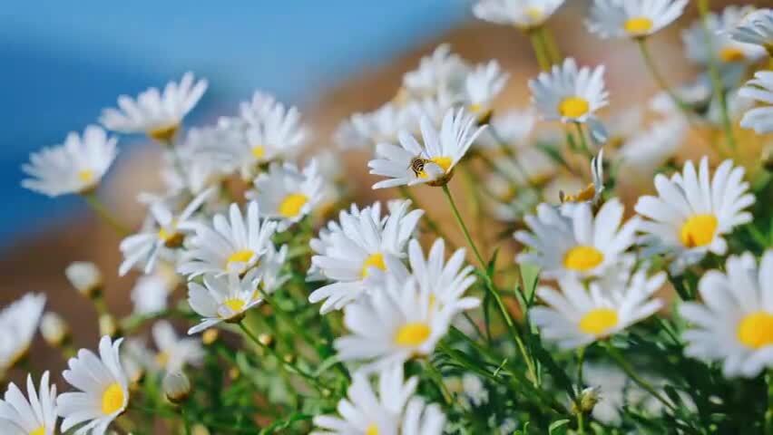小雏菊空镜视频