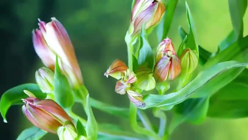 六出花秘鲁百合延时摄影