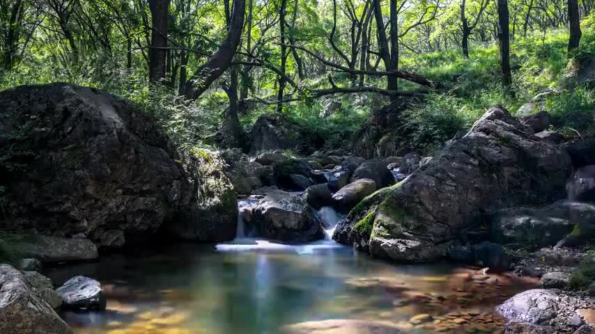 小溪森林流水溪水延时