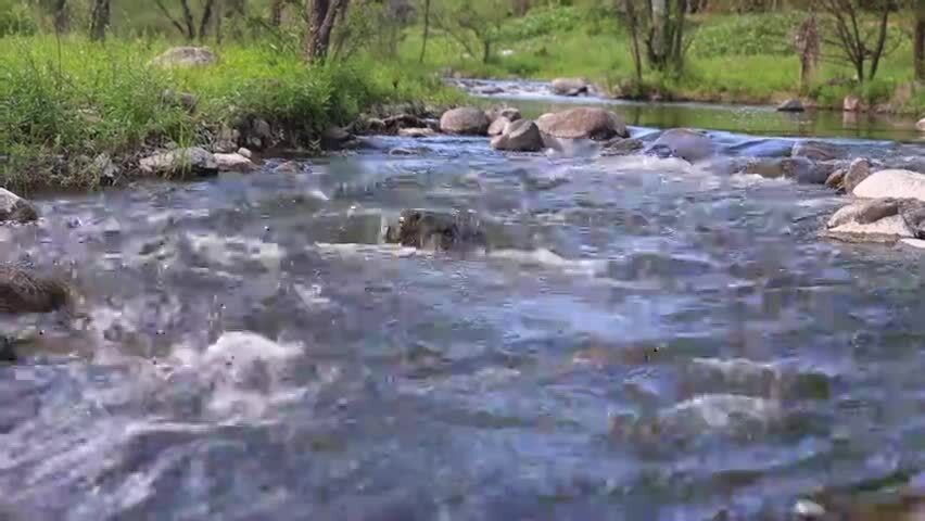 小溪森林流水溪水延时