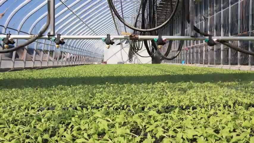 农业大棚水培蔬菜