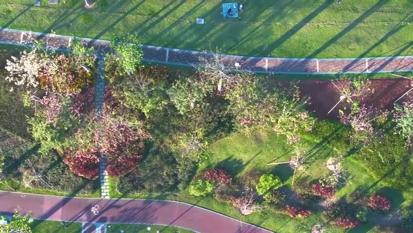 航拍横琴新区花海长廊