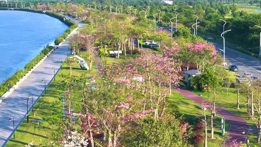 航拍横琴新区花海长廊