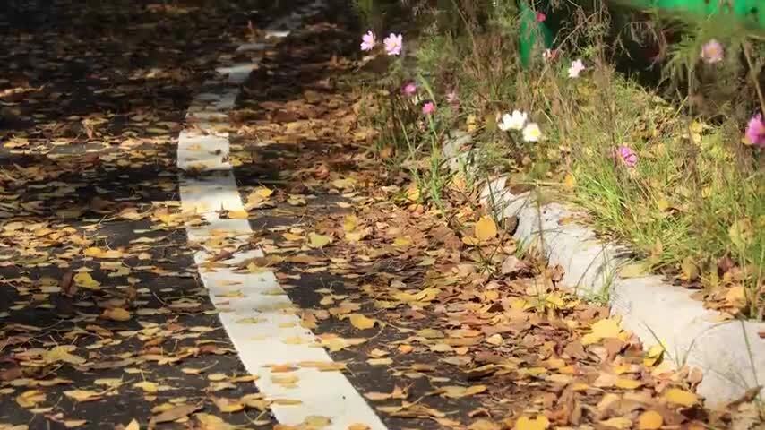 4K秋天落叶秋季泛黄的树叶