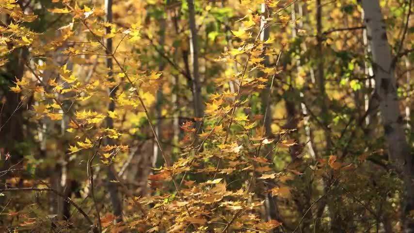 4K秋天落叶秋季泛黄的树叶