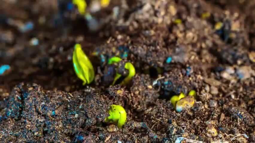 中药材决明子种子发芽生长过程